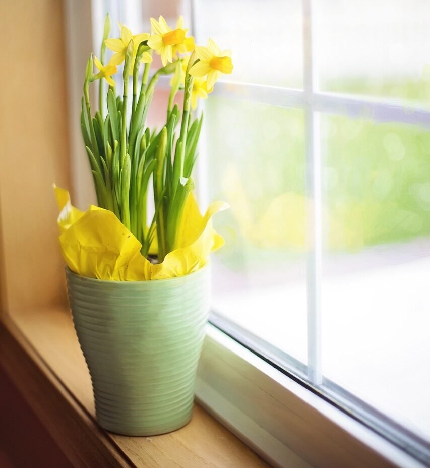 daffodils, spring, pot